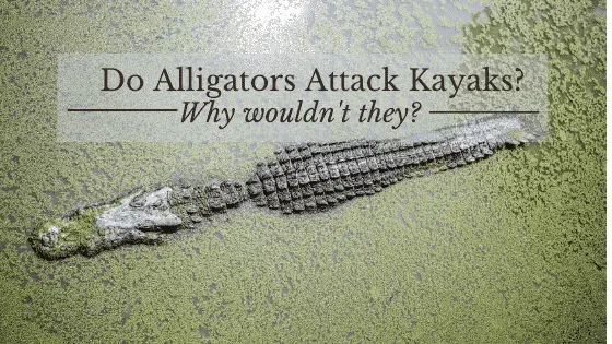 Do Alligators Attack Kayaks